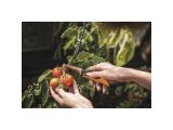Watch image 11 X-series Folding produce knife K80