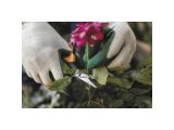 Watch image 12 Solid snip pruning shears SP150