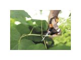 Watch image 10 Solid snip pruning shears SP150