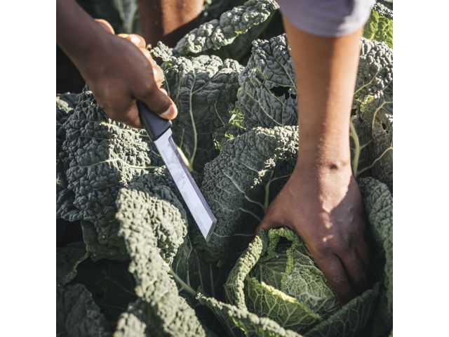 Image 11 X-series Harvesting knife K82