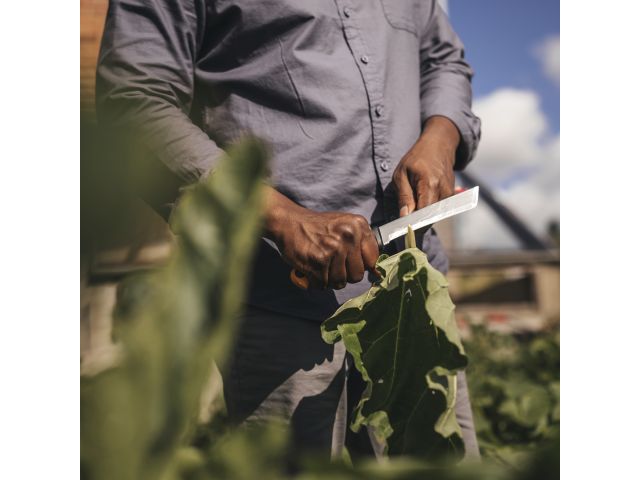 Image 9 X-series Harvesting knife K82